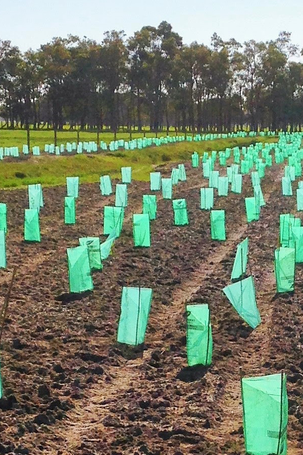 sustainable agriculture revegetation