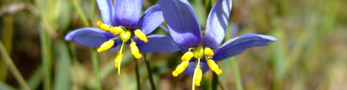 WA Coast and Landcarers encouraged to complete the Landcare Wellbeing Survey